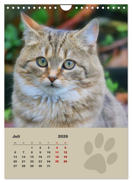 Produktbild: Wilde T&auml;tzchen, kleine wilde Katzen entdecken die Welt (Wandkalender 2026 DIN A4 hoch), CALVENDO Monatskalender