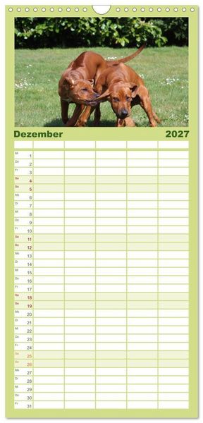 Produktbild: Familienplaner 2027 - Rhodesian Ridgeback - Jung, wild, zuckers&uuml;&szlig; mit 5 Spalten (Wandkalender, 21 x 45 cm) CALVENDO