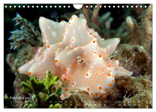 Produktbild: Diving in Indonesia - BEAUTIFUL NUDIBRANCHS (Wall Calendar 2026 DIN A4 landscape), CALVENDO 12 Month Wall Calendar