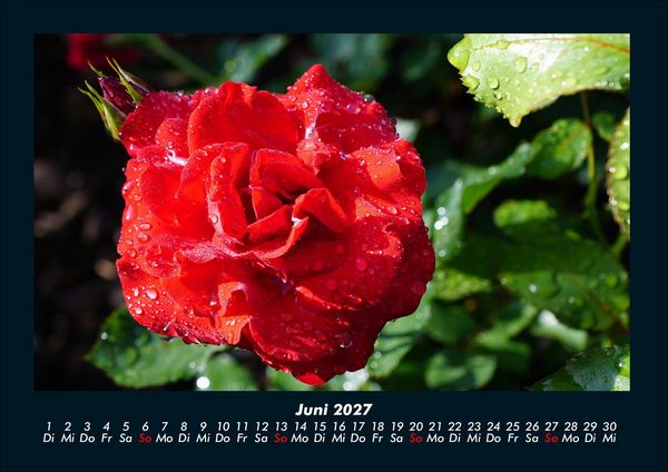 Produktbild: Rosen-Kalender 2027 Fotokalender DIN A4
