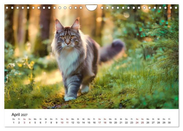 Produktbild: Eleganz in Pelz - ein Maine Coon - Kalender (Wandkalender 2027 DIN A4 quer), CALVENDO Monatskalender