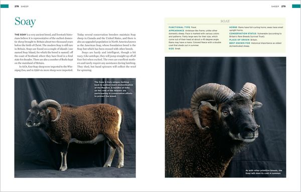 Produktbild: Storey's Illustrated Breed Guide to Sheep, Goats, Cattle and Pigs