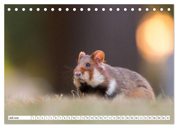 Produktbild: Herzige Feldhamster - farbenfrohe Nagetiere im st&auml;dtischen Lebensraum (Tischkalender 2026 DIN A5 quer), CALVENDO Monatskalender