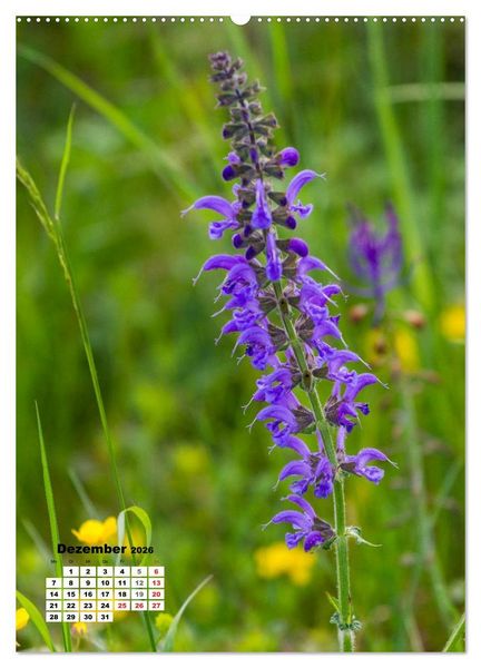 Produktbild: Zauber der Natur - Heimische Orchideen und Wiesenblumen (Wandkalender 2026 DIN A2 hoch), CALVENDO Monatskalender
