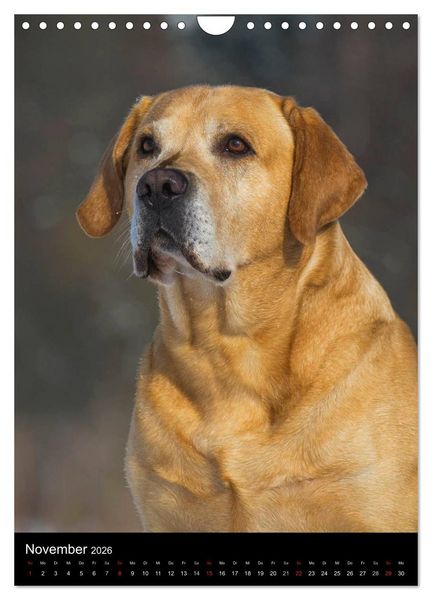 Produktbild: Faszination Labrador Retriever (Wandkalender 2026 DIN A4 hoch), CALVENDO Monatskalender