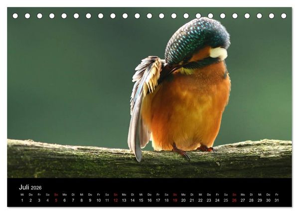 Produktbild: IM LAND DER EISV&Ouml;GEL (Tischkalender 2026 DIN A5 quer), CALVENDO Monatskalender