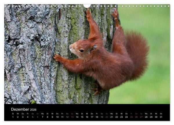 Produktbild: Eichh&ouml;rnchen (Wandkalender 2026 DIN A3 quer), CALVENDO Monatskalender