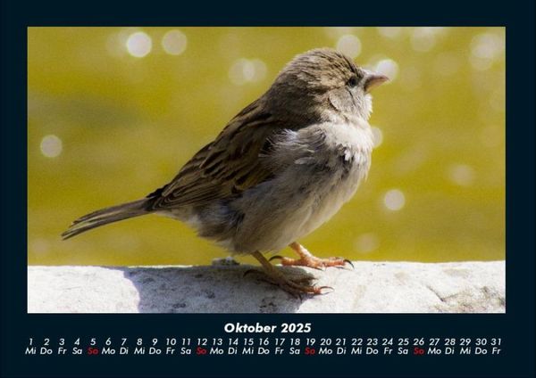Produktbild: Vogelparadies 2025 Fotokalender DIN A4