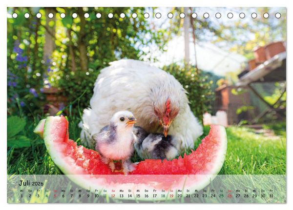 Produktbild: H&uuml;hner im Garten (Tischkalender 2026 DIN A5 quer), CALVENDO Monatskalender