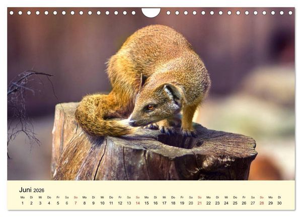 Produktbild: Scheue Wildtiere in heimischen W&auml;ldern und Bergen (Wandkalender 2026 DIN A4 quer), CALVENDO Monatskalender