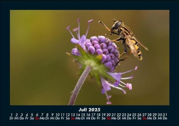 Produktbild: Bienen 2025 Fotokalender DIN A5