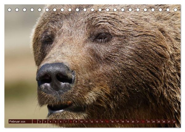 Produktbild: B&auml;ren. Unterwegs mit Meister Petz (Tischkalender 2026 DIN A5 quer), CALVENDO Monatskalender