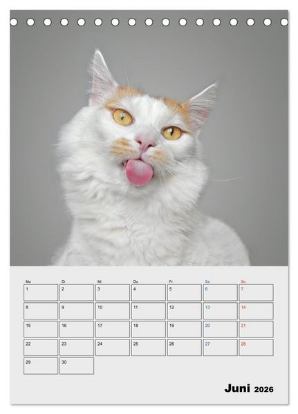 Produktbild: Crazy Catz. (Tischkalender 2026 DIN A5 hoch), CALVENDO Monatskalender