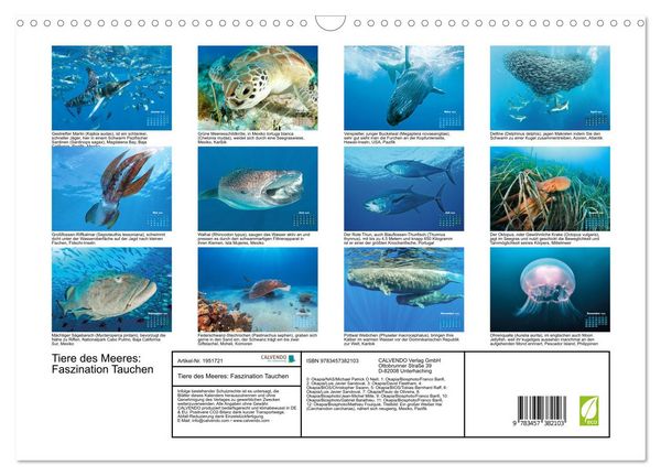 Produktbild: Tiere des Meeres: Faszination Tauchen (Wandkalender 2026 DIN A3 quer), CALVENDO Monatskalender