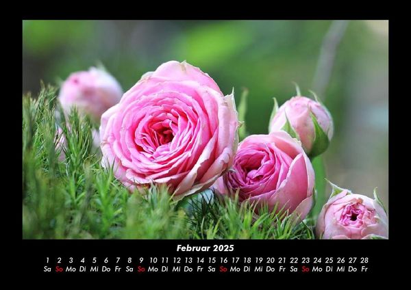 Produktbild: Rosentraum 2025 Fotokalender DIN A3