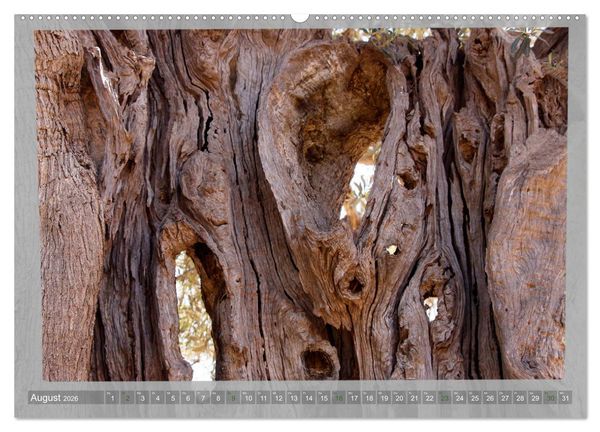 Produktbild: ALTE OLIVENB&Auml;UME Zeugen der Antike (hochwertiger Premium Wandkalender 2026 DIN A2 quer), Kunstdruck in Hochglanz