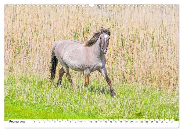 Produktbild: Ein Herz f&uuml;r Wildpferde (hochwertiger Premium Wandkalender 2026 DIN A2 quer), Kunstdruck in Hochglanz