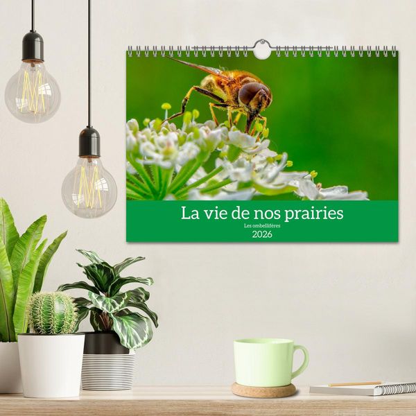 Produktbild: La vie de nos prairie, les ombellif&egrave;res (Calendrier mural 2026 DIN A4 vertical), CALVENDO calendrier mensuel