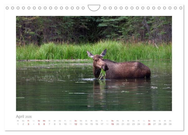 Produktbild: Alaska 2026 (Wandkalender 2026 DIN A4 quer), CALVENDO Monatskalender