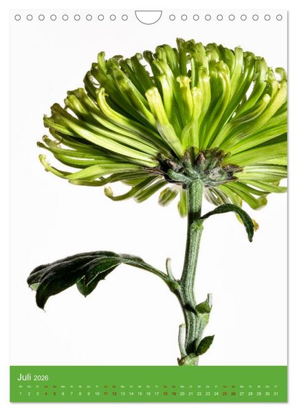Produktbild: Nat&uuml;rlich Blumen. (Wandkalender 2026 DIN A4 hoch), CALVENDO Monatskalender