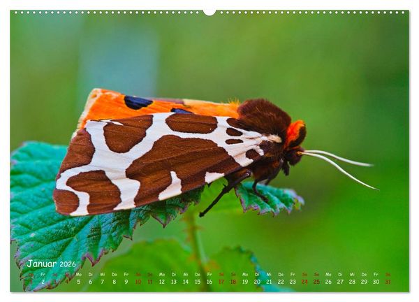 Produktbild: Tierische Untermieter (hochwertiger Premium Wandkalender 2026 DIN A2 quer), Kunstdruck in Hochglanz