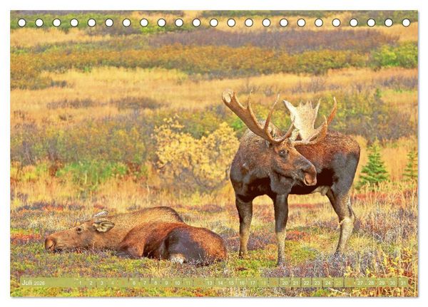 Produktbild: Elche: Nordische Riesen (Tischkalender 2026 DIN A5 quer), CALVENDO Monatskalender