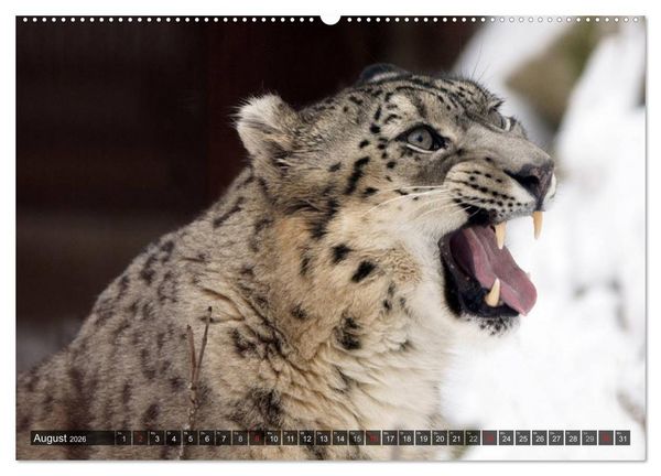 Produktbild: Raubkatzen. Wild, sch&ouml;n und kraftvoll (hochwertiger Premium Wandkalender 2026 DIN A2 quer), Kunstdruck in Hochglanz
