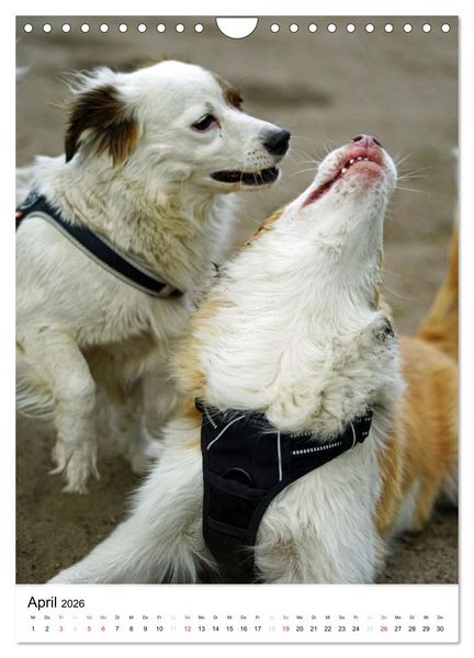 Produktbild: Hundefreunde (Wandkalender 2026 DIN A4 hoch), CALVENDO Monatskalender