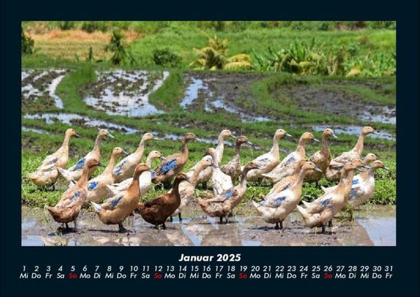 Produktbild: Enten 2025 Fotokalender DIN A4