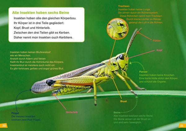 Produktbild: WAS IST WAS Erstes Lesen Band 11. Insekten