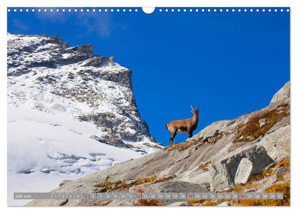 Produktbild: Wir sind die Stars in den Bergen (Wandkalender 2026 DIN A3 quer), CALVENDO Monatskalender