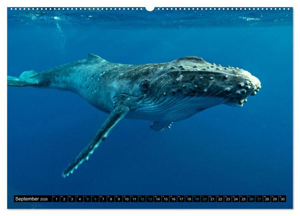 Produktbild: Big Five aus dem Ozean Hai, Delphin, Wal, Robbe, Pinguin (Wandkalender 2026 DIN A2 quer), CALVENDO Monatskalender