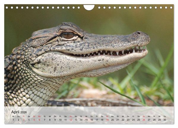 Produktbild: Gro&szlig;e Echsen. Krokodile und Alligatoren (Wandkalender 2026 DIN A4 quer), CALVENDO Monatskalender