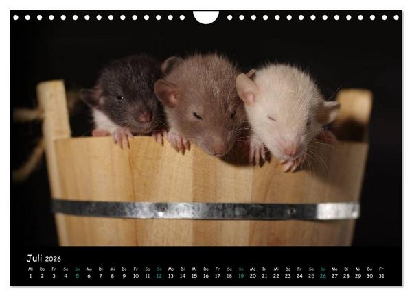 Produktbild: Fellnasen. Die bunte Welt der Farbratten. (Wandkalender 2026 DIN A4 quer), CALVENDO Monatskalender