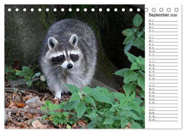 Produktbild: Der kleine R&auml;uber mit Maske - Waschb&auml;ren (Tischkalender 2026 DIN A5 quer), CALVENDO Monatskalender