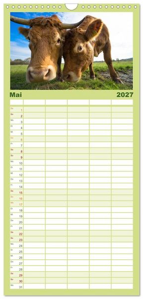 Produktbild: Familienplaner 2027 - Kuhckst du? mit 5 Spalten (Wandkalender, 21 x 45 cm) CALVENDO