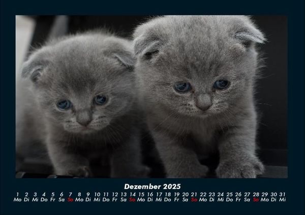 Produktbild: F&uuml;r Katzenfreunde 2025 Fotokalender DIN A4