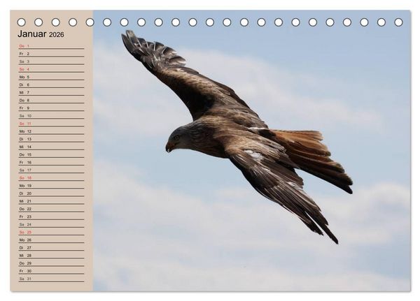 Produktbild: Der Steinadler. Majest&auml;tischer Greifvogel (Tischkalender 2026 DIN A5 quer), CALVENDO Monatskalender