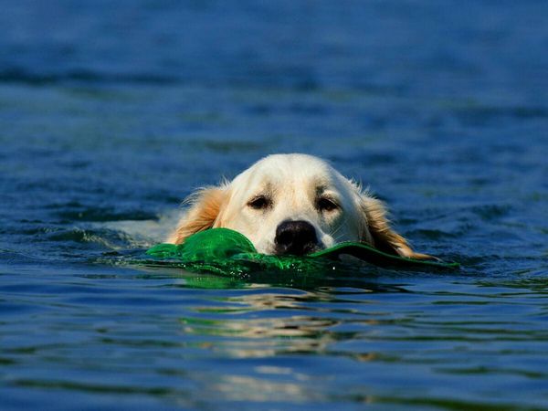 Produktbild: CALVENDO Puzzle Schwimmender Hund | 1000 Teile Lege-Gr&ouml;&szlig;e 64x48cm Foto-Puzzle f&uuml;r gl&uuml;ckliche Stunden