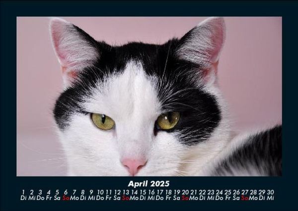 Produktbild: Katzen 2025 Fotokalender DIN A5