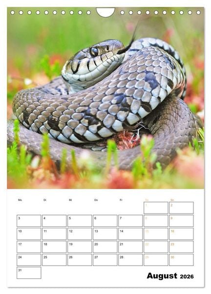 Produktbild: Wilde Tiere: Zuhause in Wald und Flur (Wandkalender 2026 DIN A4 hoch), CALVENDO Monatskalender