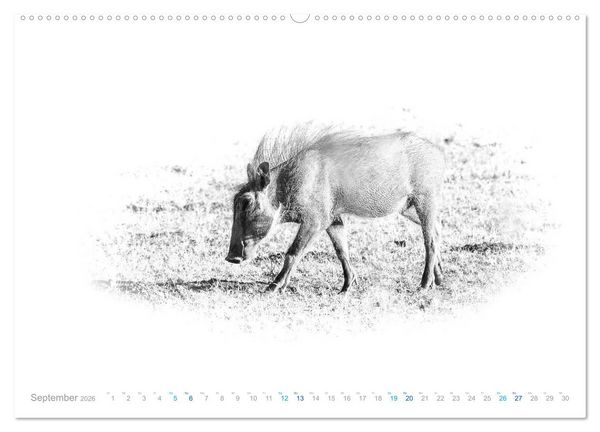 Produktbild: AFRIKA - Schwarz-weiss Fotografien im modernen "High Key" Look (Wandkalender 2026 DIN A2 quer), CALVENDO Monatskalender