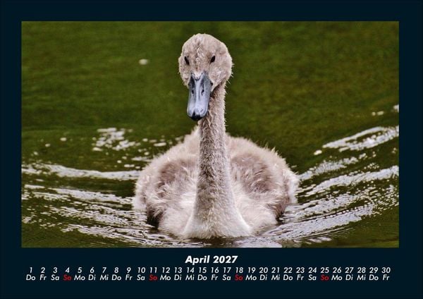 Produktbild: Enten 2027 Fotokalender DIN A4
