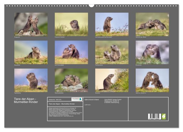 Produktbild: Tiere der Alpen - Murmeltier-Kinder (Wandkalender 2026 DIN A2 quer), CALVENDO Monatskalender