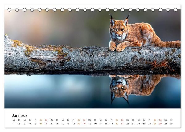 Produktbild: Luchse - die Stimme der Wildnis (Tischkalender 2026 DIN A5 quer), CALVENDO Monatskalender