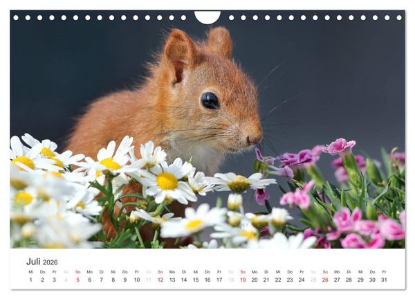 Produktbild: Eichh&ouml;rnchen Kinder (Wandkalender 2026 DIN A4 quer), CALVENDO Monatskalender