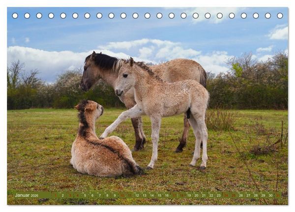 Produktbild: Mutterliebe - Konik Fohlen und Stute (Tischkalender 2026 DIN A5 quer), CALVENDO Monatskalender