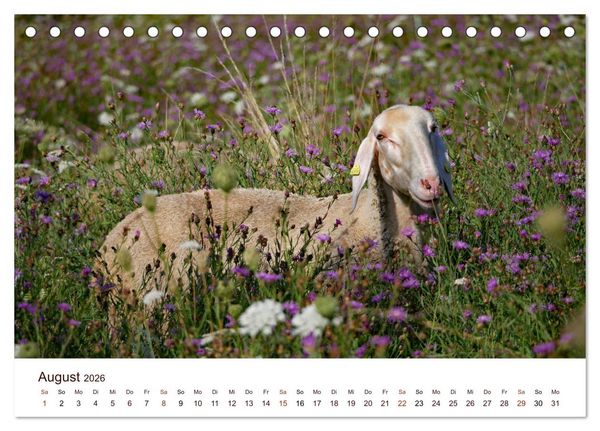 Produktbild: Sch&ouml;ne Schafe (Tischkalender 2026 DIN A5 quer), CALVENDO Monatskalender