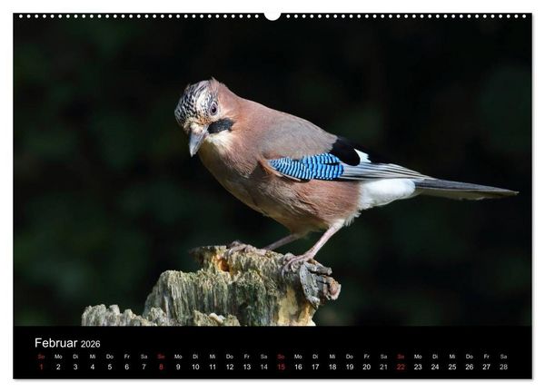 Produktbild: Eichelh&auml;her der Waldpolizist (Wandkalender 2026 DIN A2 quer), CALVENDO Monatskalender