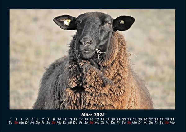Produktbild: Tierkalender 2025 Fotokalender DIN A4